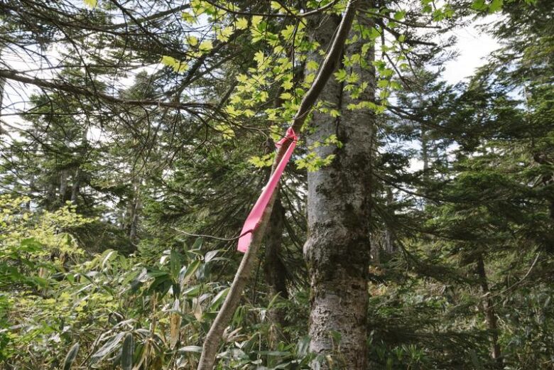 ピンクテープとは?登山道の目印として活躍