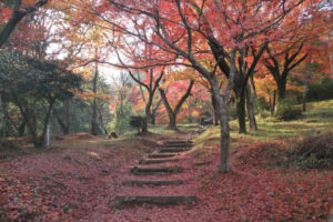 池田山紅葉