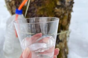 採取したメイプルサップ（樹液）をカップで味わう様子