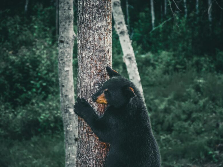 登山中にクマを見つけても近づかず距離を保って離れる