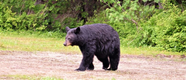 登山道付近に現れたクマとの不意な遭遇を避けるため熊対策を確認する