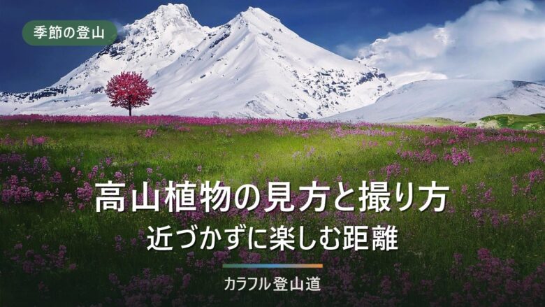 高山植物は「採らない」の前に「近づかない」|自然公園法第20条・第21条と双眼鏡で見る距離