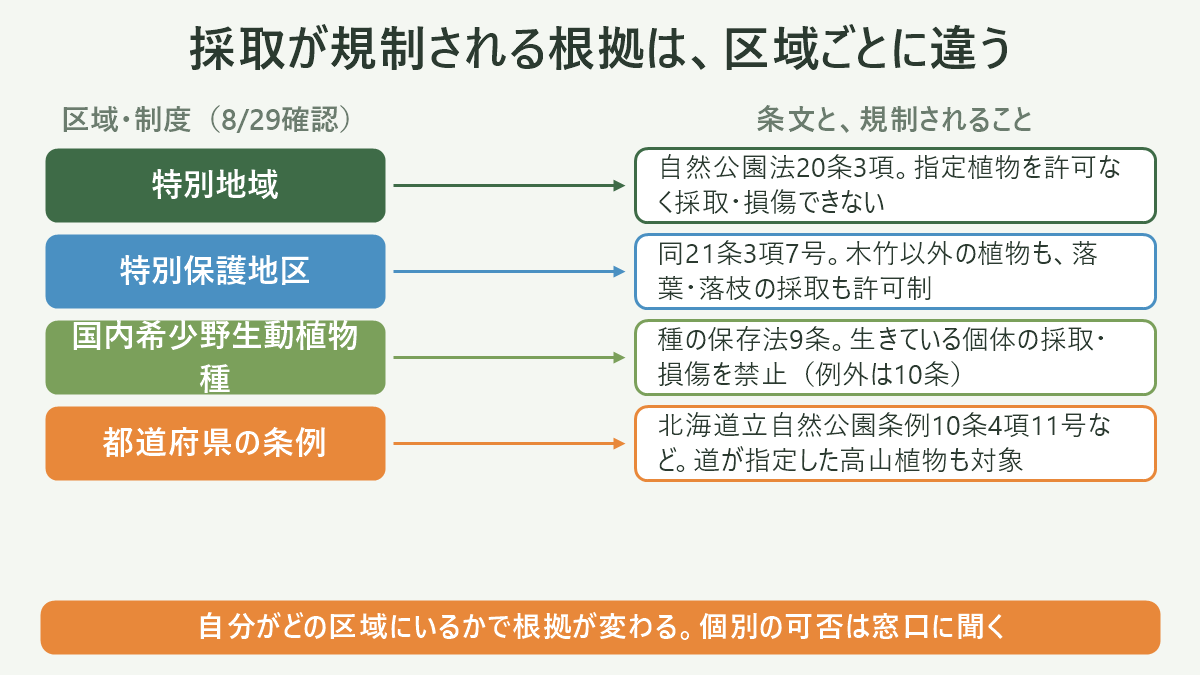 採取が規制される根拠は、区域ごとに違う。左に区域・制度(8/29確認)、右に条文と、規制されることを並べた対応表の図解。特別地域=自然公園法20条3項。指定植物を許可なく採取・損傷できない/特別保護地区=同21条3項7号。木竹以外の植物も、落葉・落枝の採取も許可制/国内希少野生動植物種=種の保存法9条。生きている個体の採取・損傷を禁止(例外は10条)/都道府県の条例=北海道立自然公園条例10条4項11号など。道が指定した高山植物も対象。図の下部に「自分がどの区域にいるかで根拠が変わる。個別の可否は窓口に聞く」と注記。