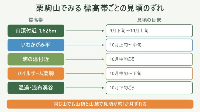 紅葉登山の時期の図解。栗駒山でみる 標高帯ごとの見頃のずれ。山頂付近 1,626mは9月下旬〜10月上旬、いわかがみ平は10月上旬〜中旬、駒の湯付近は10月中旬ごろ、ハイルザーム栗駒は10月中旬〜下旬、温湯・浅布渓谷は10月下旬ごろ。同じ山でも山頂と山麓で見頃が約1か月ずれる