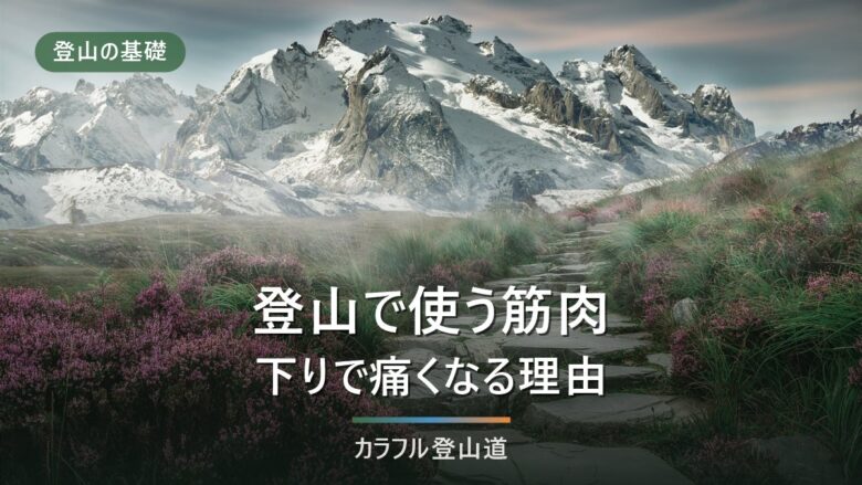 登山で使う筋肉|大腿四頭筋・ハムストリングなど部位別に解説