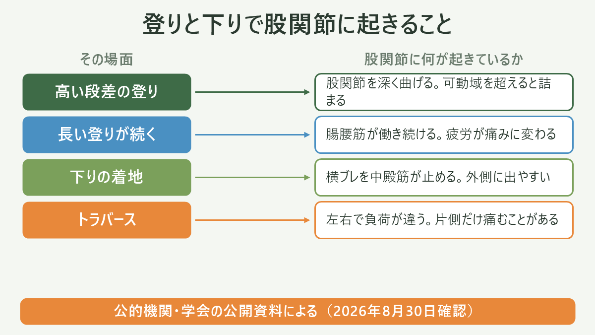 登りと下りで股関節に起きること。左にその場面、右に股関節に何が起きているかを並べた対応表の図解。高い段差の登り=股関節を深く曲げる。可動域を超えると詰まる/長い登りが続く=腸腰筋が働き続ける。疲労が痛みに変わる/下りの着地=横ブレを中殿筋が止める。外側に出やすい/トラバース=左右で負荷が違う。片側だけ痛むことがある。図の下部に「公的機関・学会の公開資料による(2026年8月30日確認)」と注記。