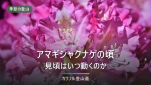 天城山はいつ登る？アマギシャクナゲ見頃5月中旬〜6月上旬から紅葉までの選び方