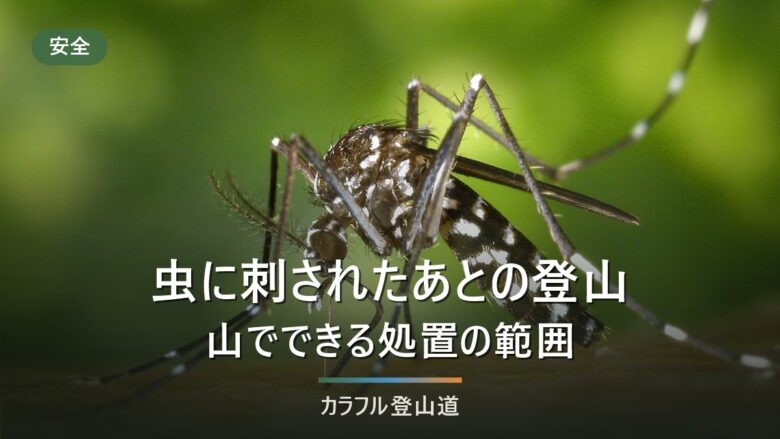 虫に刺されたあとの登山|蚊・ハチ・マダニ・ヤマビル4種の処置と持ち物の線引き