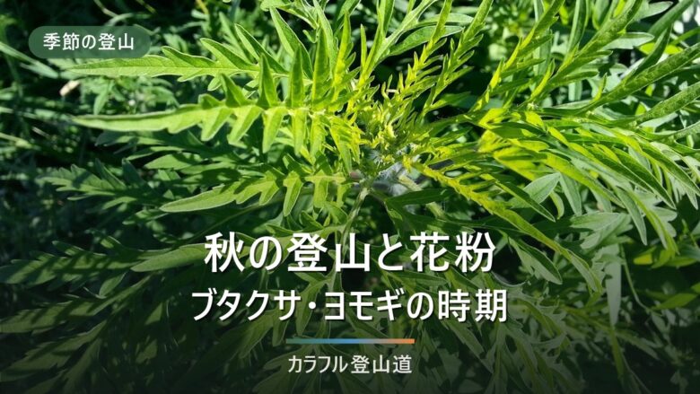 秋の登山と花粉|ブタクサ・ヨモギが飛ぶ時期と、山でくしゃみが止まらない日の判断