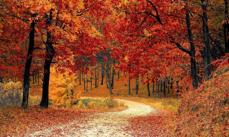 紅葉した森の中の山道
