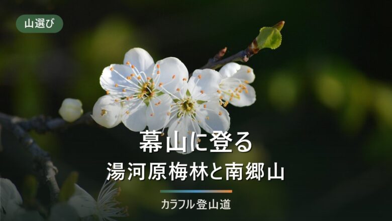 幕山(湯河原・626m)登山は梅の宴でバスの行き先が変わる|南郷山・自鑑水と冬の日没