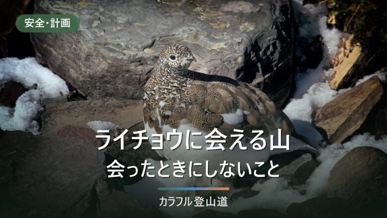 ライチョウに会える山と、会ったときにしてはいけないこと|特別天然記念物としての扱い